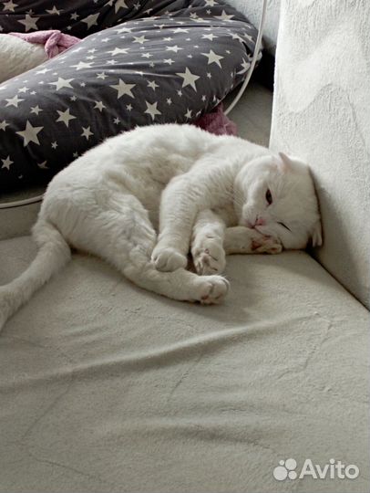 Кошки в добрые руки