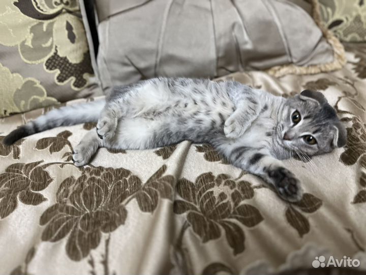 Кошка