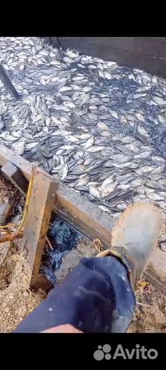 Карась живой