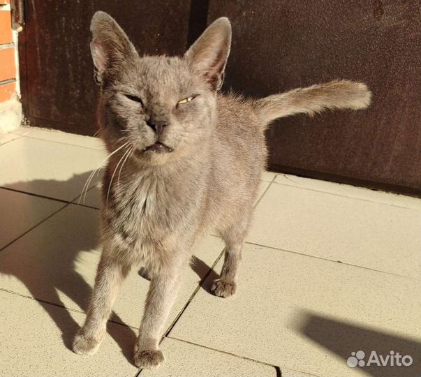 Кошка в дар бесплатно