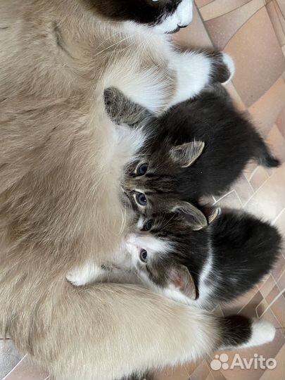 Котята от кошки сноу-шу