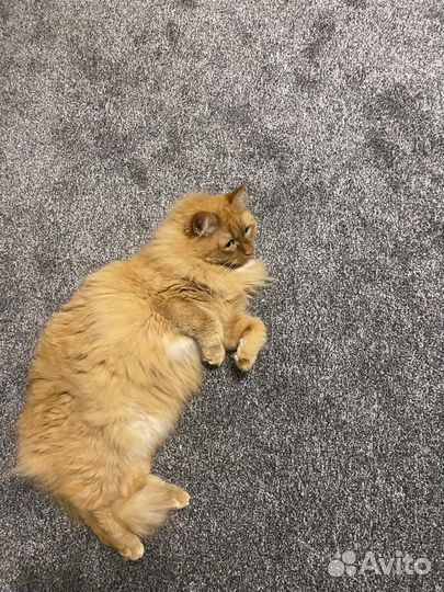 Кот