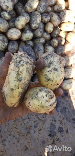 Картофелъ на хранение свежийурожай2024гС.Доставкой