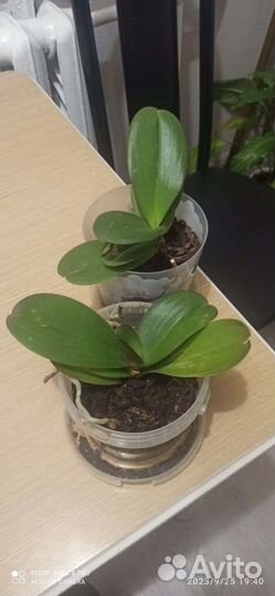 Орхидея- обмен на смесь