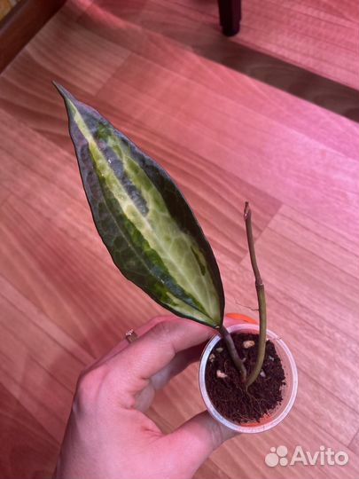 Хойя макрофилла Пот оф Голд