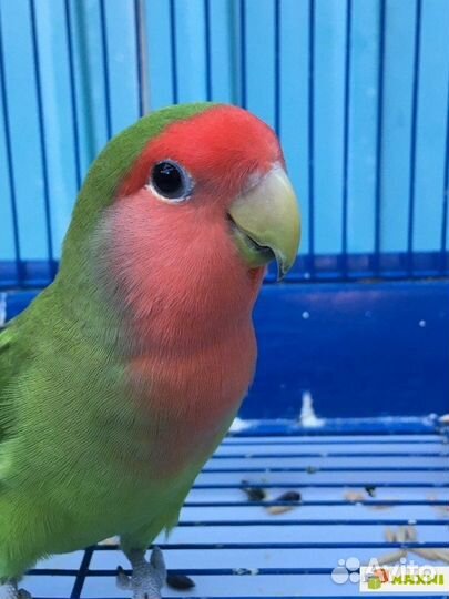 Продаю попугайчиков-Неразлучников