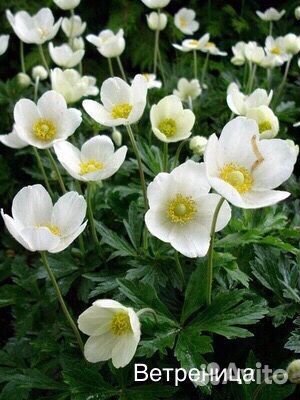 Многолетние садовые растения