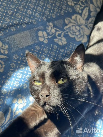 Отдам Котика;)