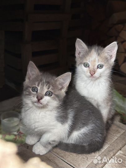 Очаровательные котятки