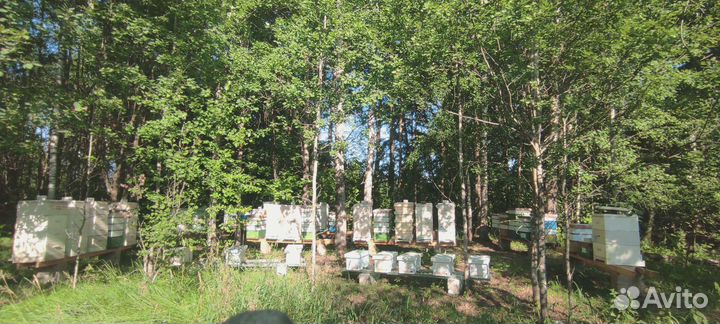 Сотовый мед