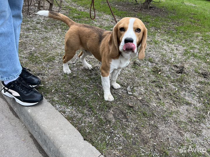 Вязка кобель бигль