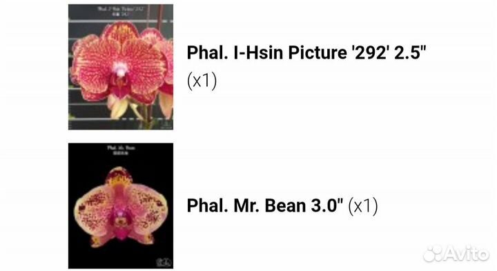 Орхидея фаленопсис