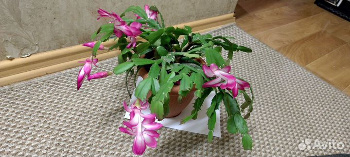 Декабрист розовый с белым крупный цветок