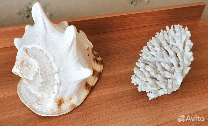 Раковина морская большая + Коралл