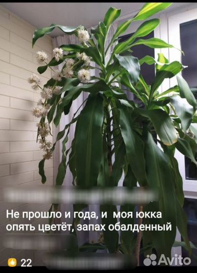 Пальма юкка