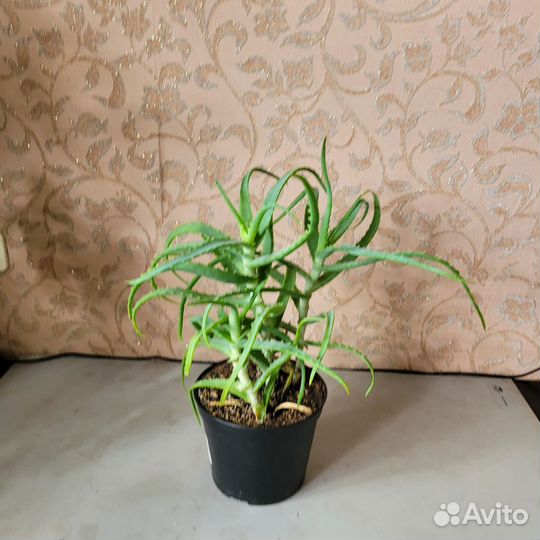 Комнатное растение Алоэ древовидное лечебное