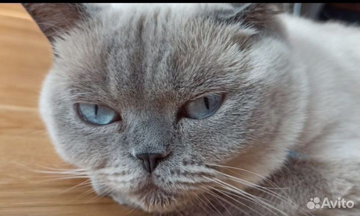 Кошка Тайская ориентальная