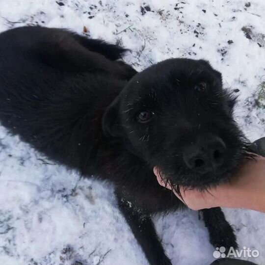 Молоденькая собачка