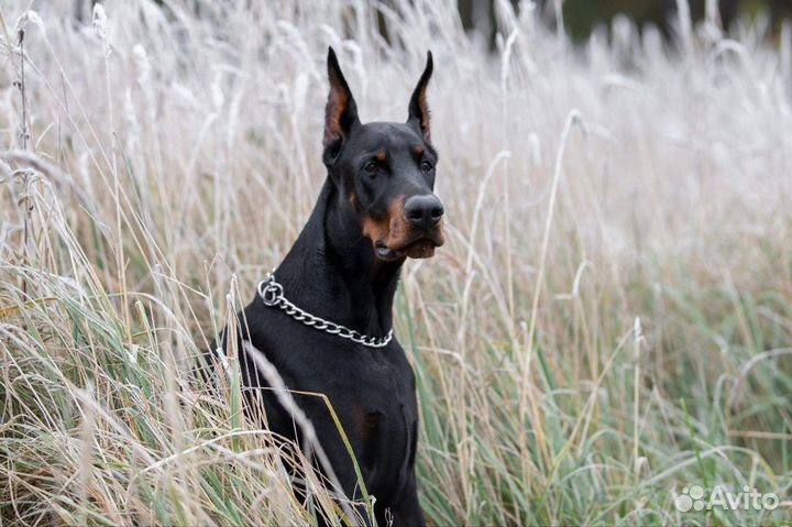 Щенки добермана