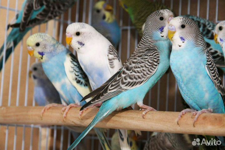 Попугаи:Волнистые, чехи, кореллы,неразлучники