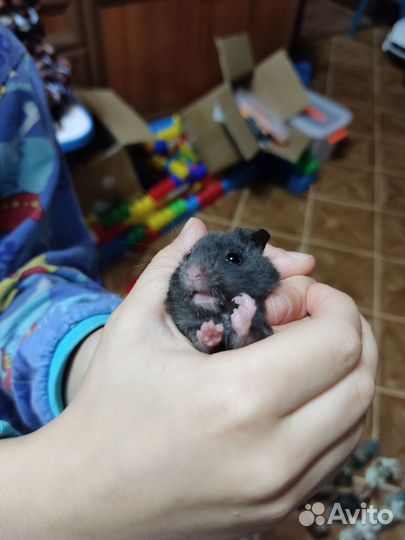 Сирийские хомячки малыши