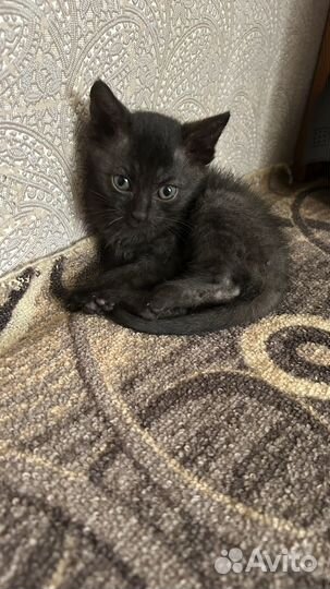 Отдам в добрые руки мальчик котенок