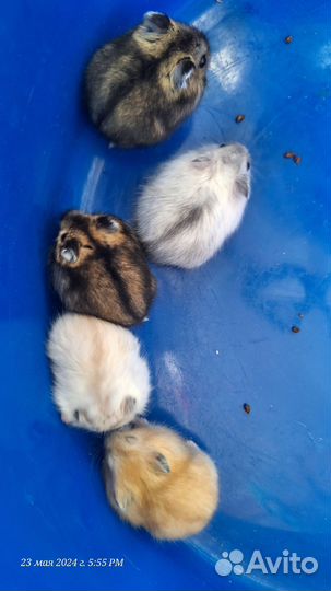 Джунгарские хомячки