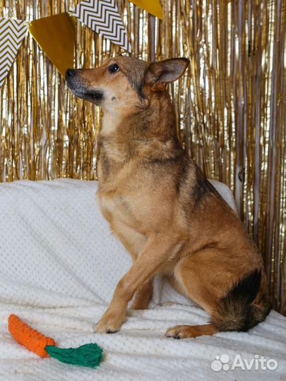 Откройте свое сердце для Одри из приюта