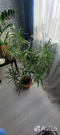 Кротон узколистный