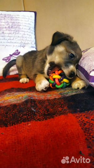 Щенок Ника, не будет крупная