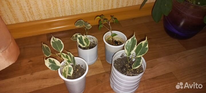 Фикус бенджамина