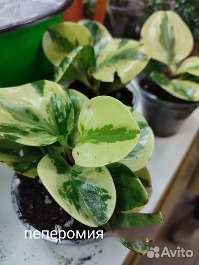 Пеперомия