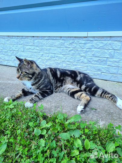 Котята курильский бобтейл