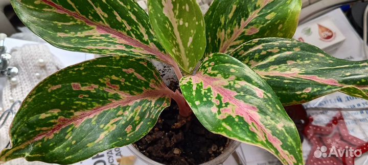 Аглаонемы сортовые