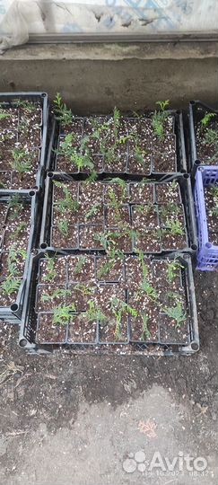 Туя смарагд, самшит, можжевельник