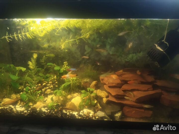 Аквариумные рыбки