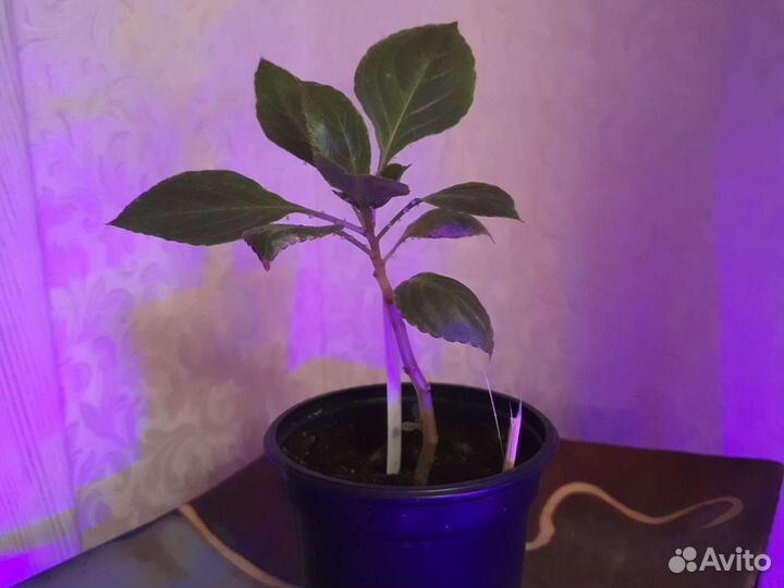 Бальзамин или Ванька мокрый