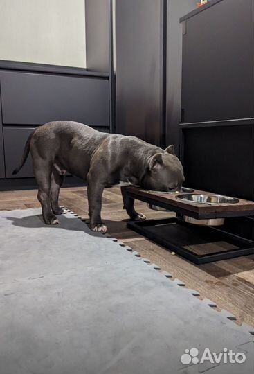 Универсальная подставка для кормления собак