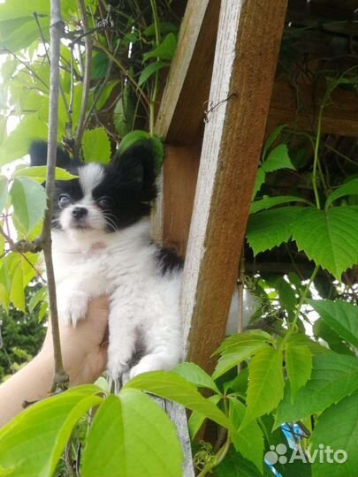 Чихуахуа мальчишка