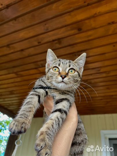 Котенок бесплатно
