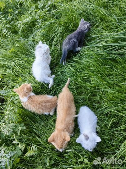 Котята в добрые руки бесплатно
