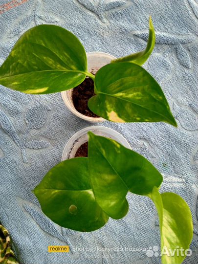 Комнатные цветы