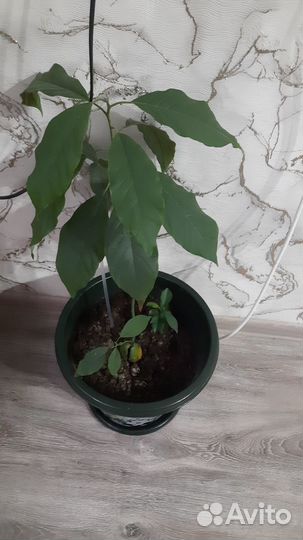 Продам авокадо