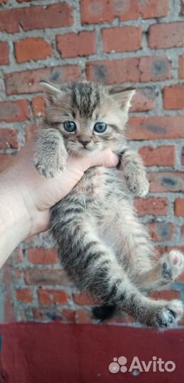 В Добрые Руки - Котик Красавчик от вислоухой кошки