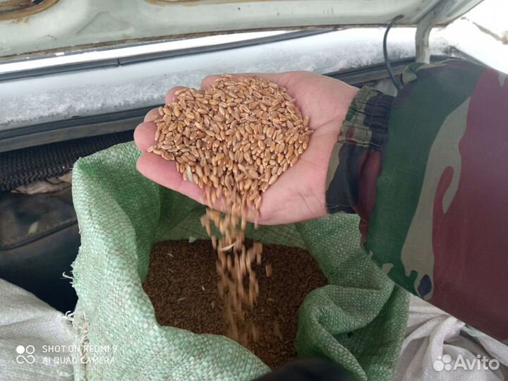 Пшеница в мешках, урожай 2023 года