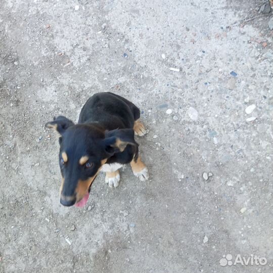 Щенок в добрые руки бесплатно