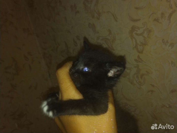 Котята в добрые руки мальчик/девочка