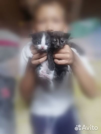 Котята в добрые руки мальчик и девочка