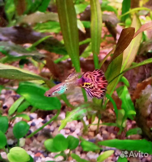 Креветки Блю Дрим, гуппи, анциструсы, хелены