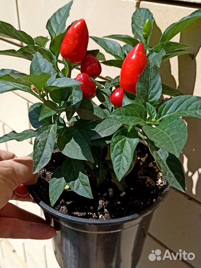 Перец Многолетний Острый 3 см Комнатный Сад